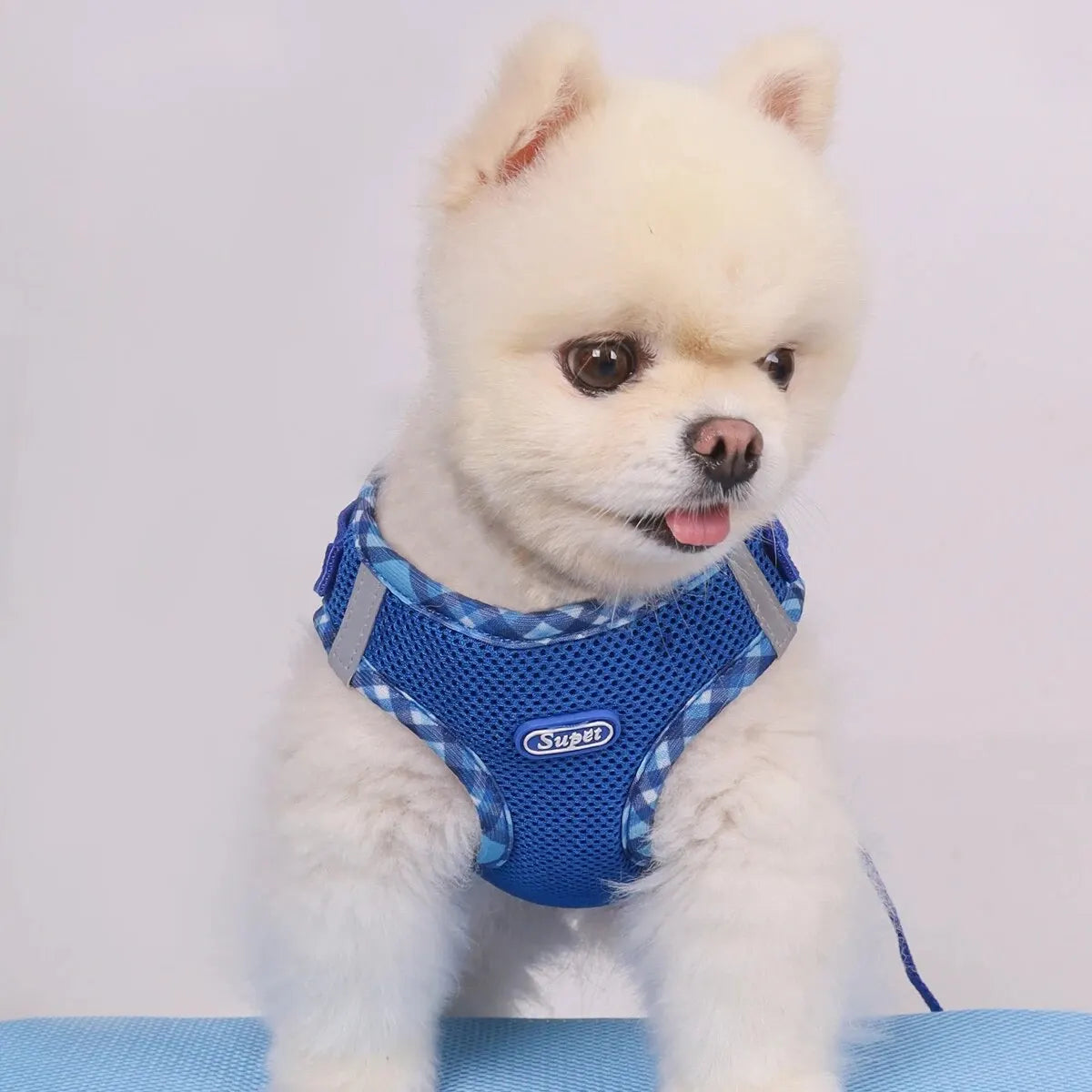 PawSecure Harness
